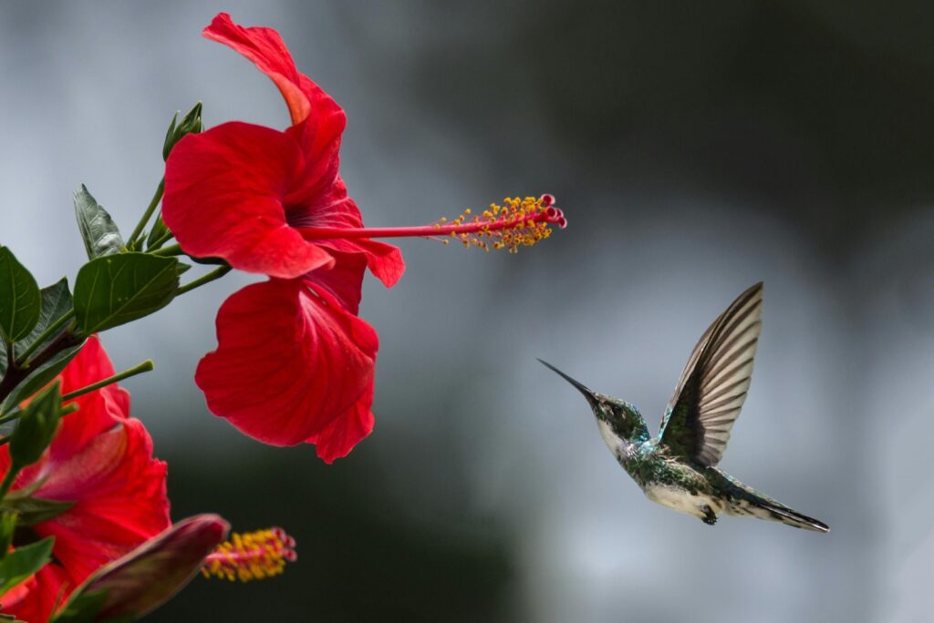 Nurturing the Spiritual Self Through Nature's Wisdom pexels philippedonn 1133957