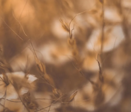 pexels rrodriguesim 15724996